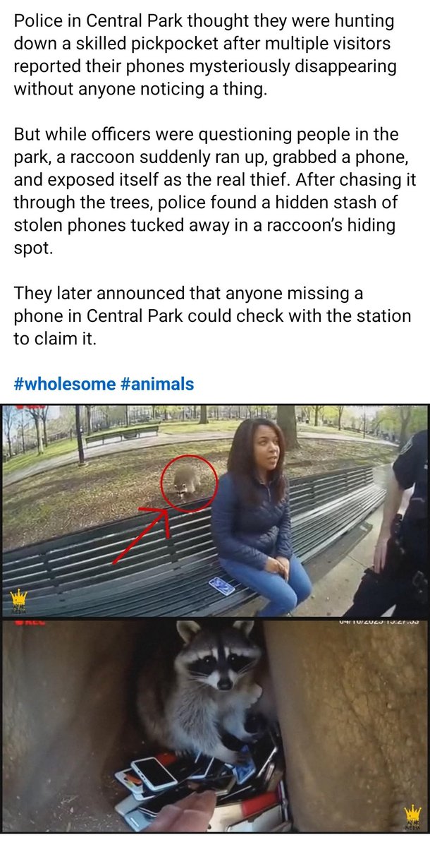 What Happens in Centralpark tweet media