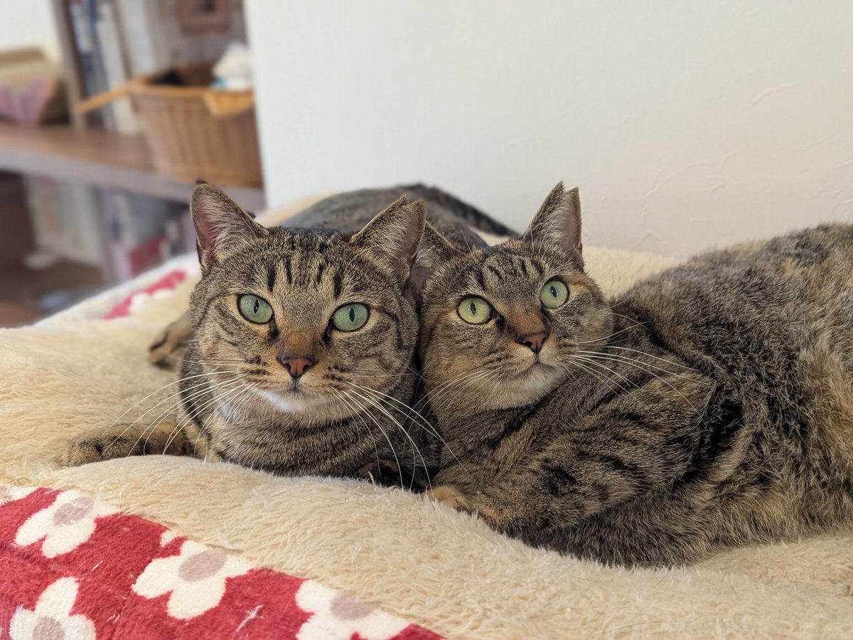 本日(3月23日月曜日)、通常営業です
"楢(なら)ちゃん"
性別▷▶女の子🎀
誕生日▷▶推定2022年12月生まれ
出身地▷▶千葉県銚子市
保護経緯▷▶ロードキル現場

ピコピコしっぽがチャームポイント
撫でるとすぐにヘソ天に🤭
娘の椎ちゃんと仲良しです
#里親募集中 
#譲渡型猫カフェ 
毎日が #譲渡会