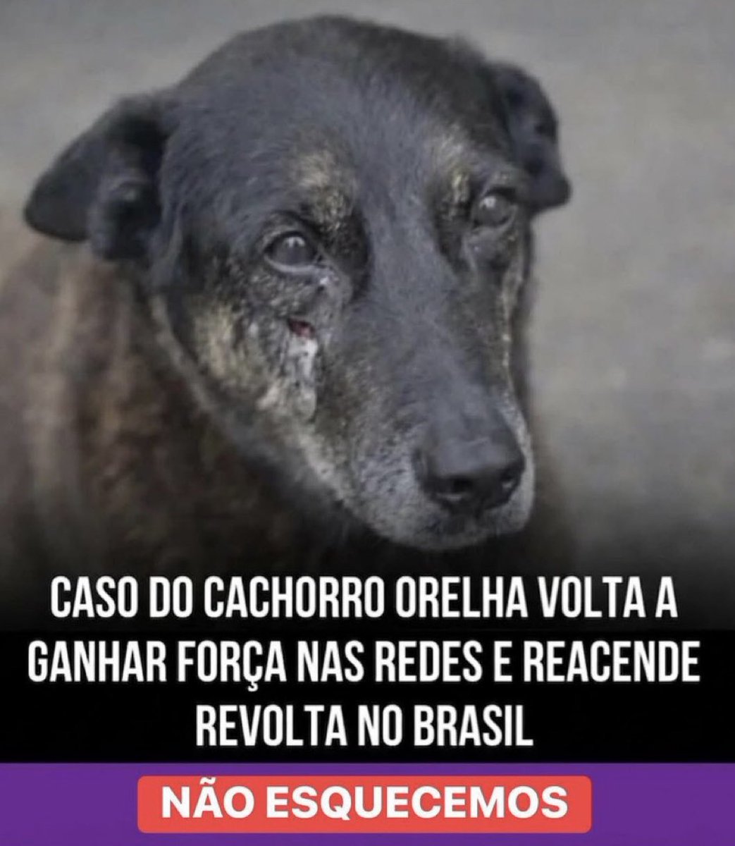 Não vamos parar! 

#JusticaPorOrelha
