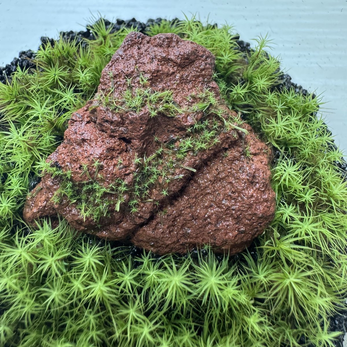 ケイ🐠🦎🐢 🪴 tweet media