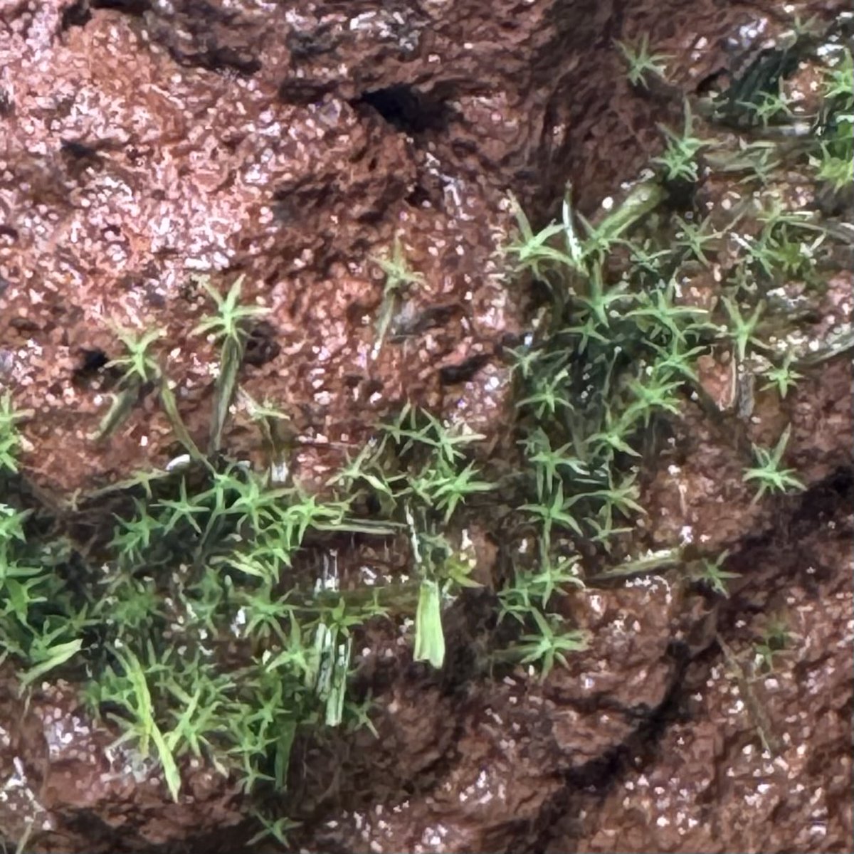 ケイ🐠🦎🐢 🪴 tweet media