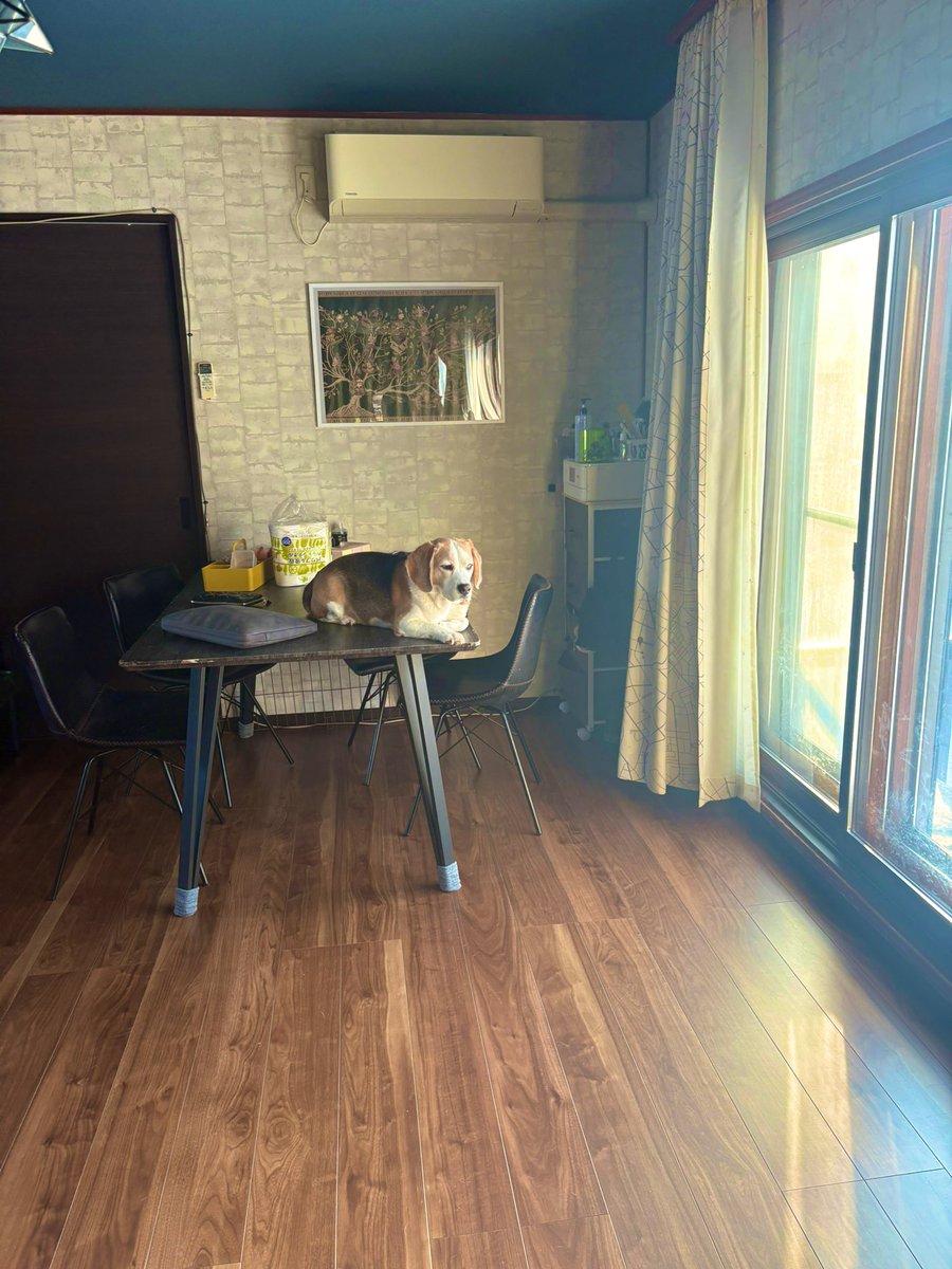 たまげに tweet media