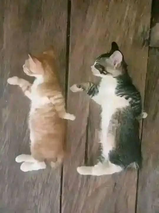 Ridho Hafidz tweet media