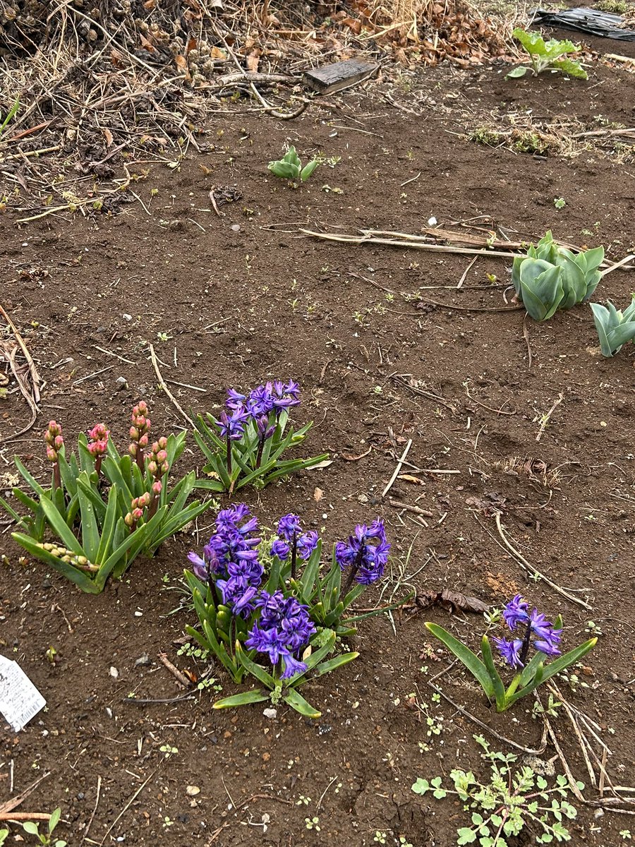 🎻🎸吉🚲🌷🥜 tweet media