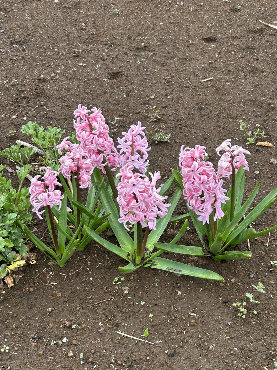 🎻🎸吉🚲🌷🥜 tweet media