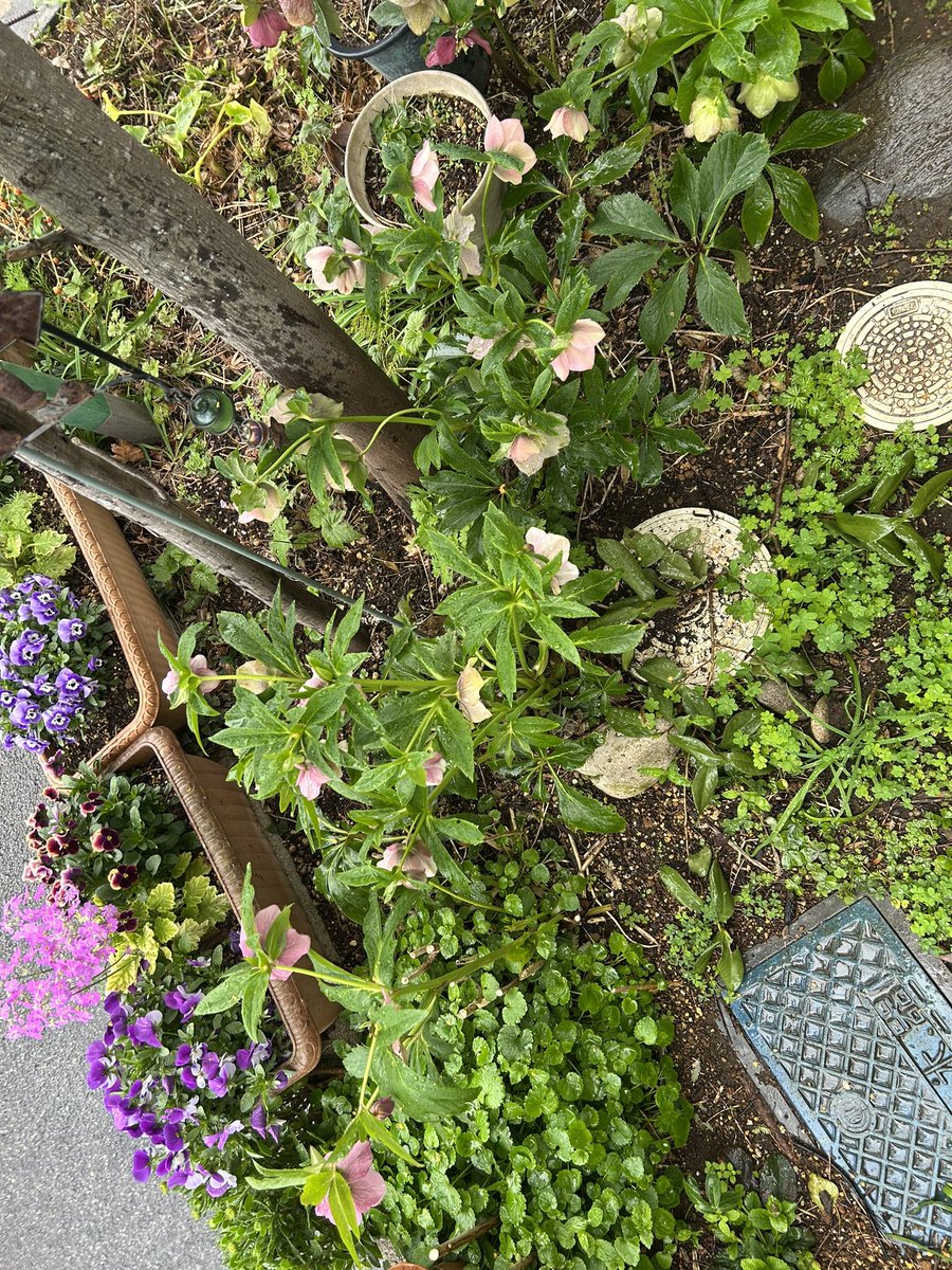 🎻🎸吉🚲🌷🥜 tweet media