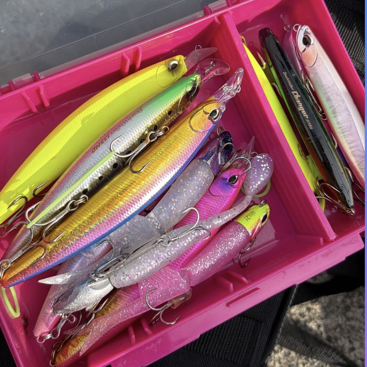 念仏鯛 tweet media