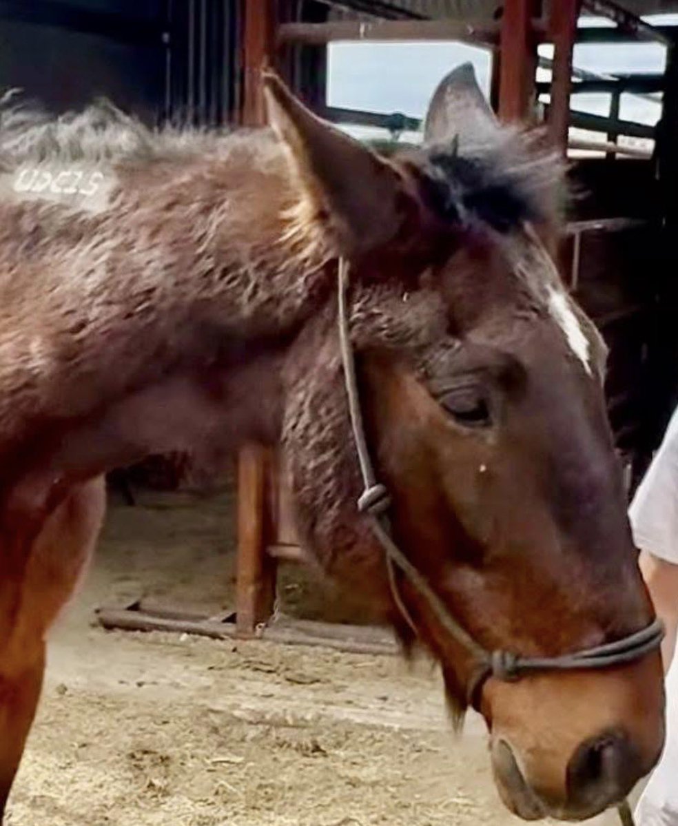 Standardbred Retirement Foundation tweet media