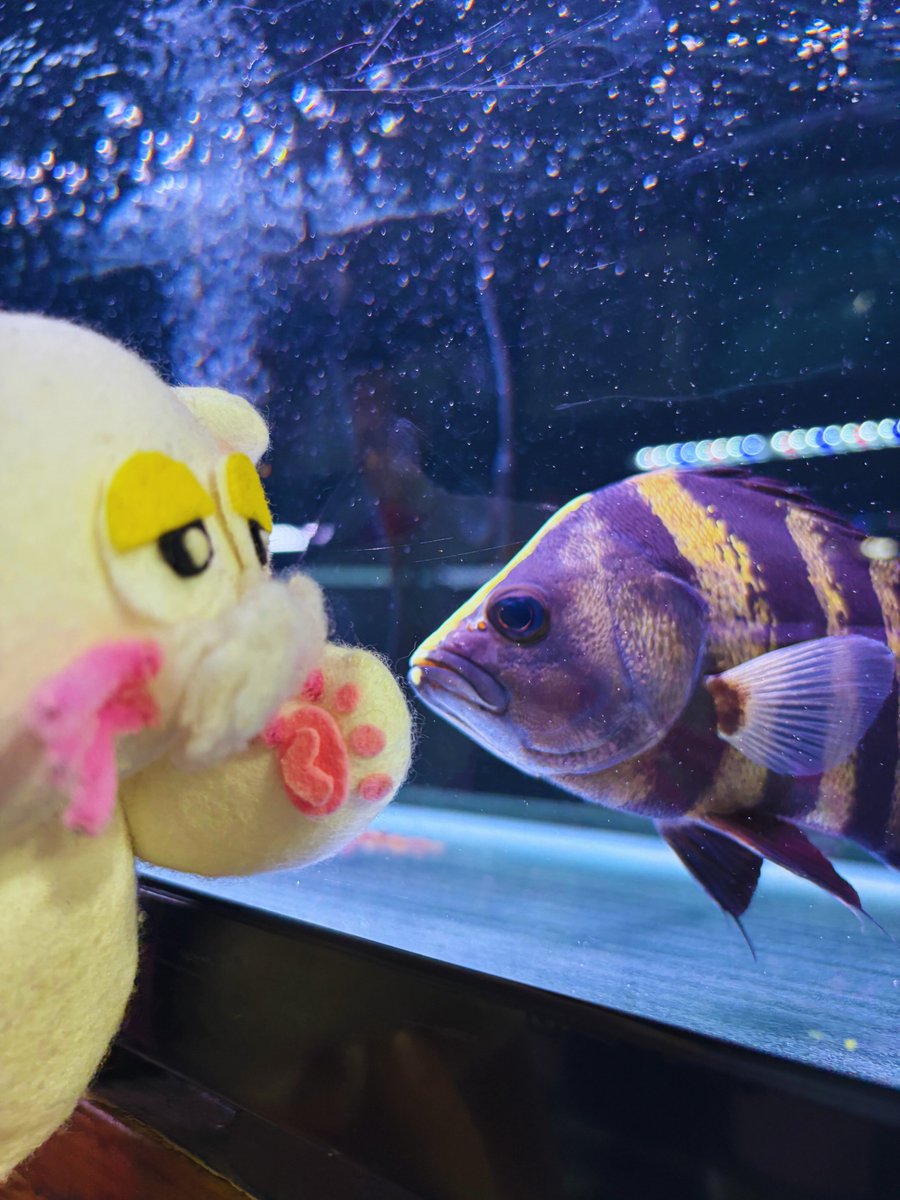 PETBOX オムとファムのふたりごと tweet media