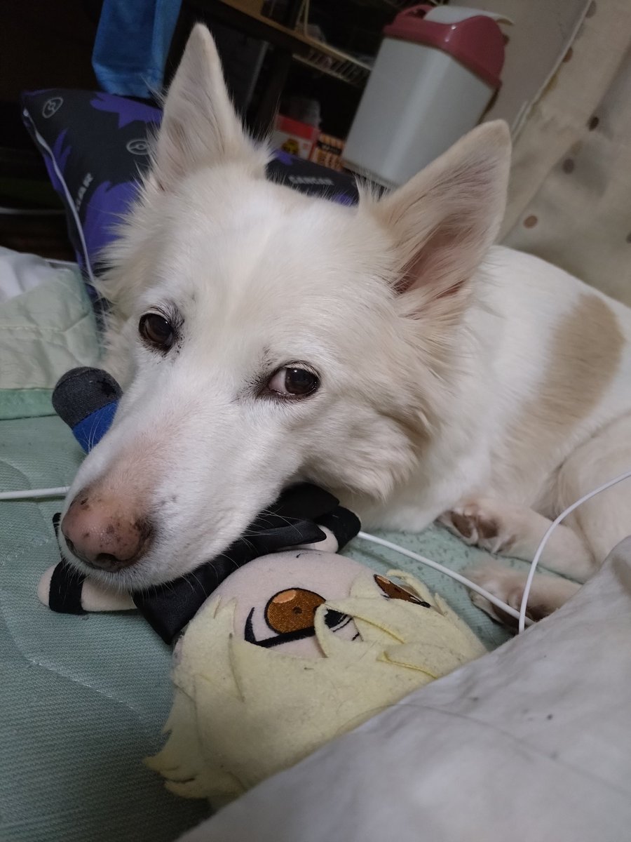 下僕とエンジェル tweet media