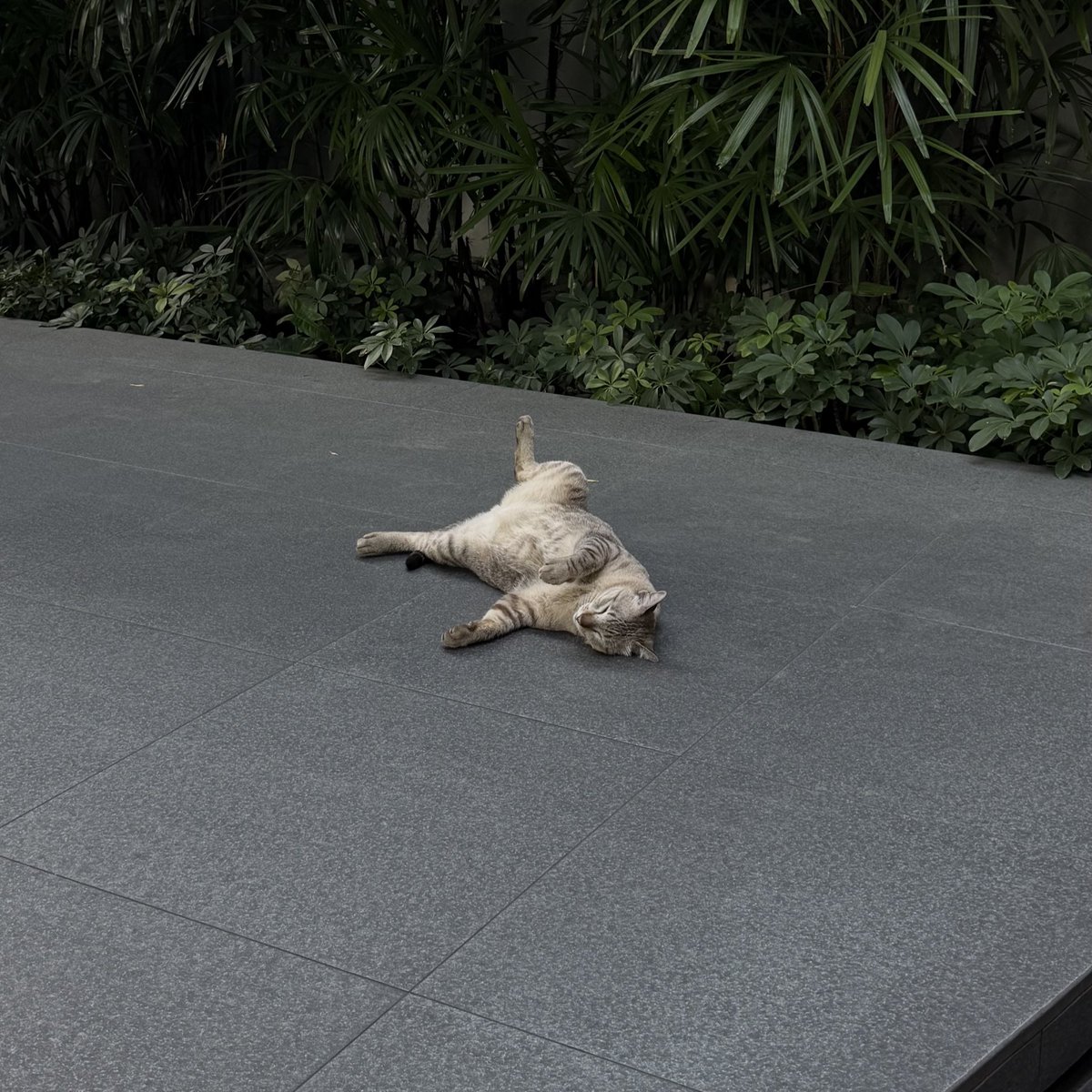 บาซ tweet media