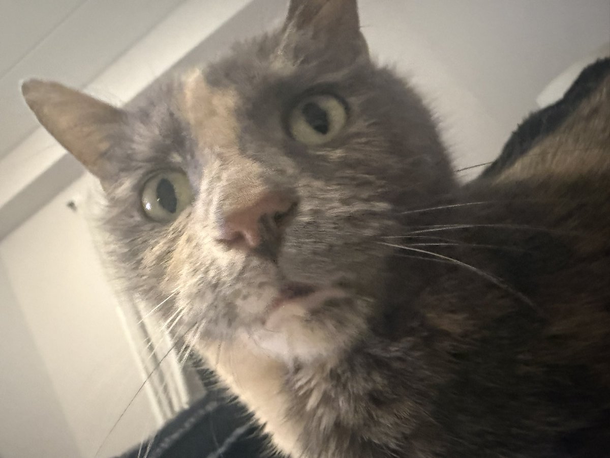 Wobbly Ruth, et al. tweet media