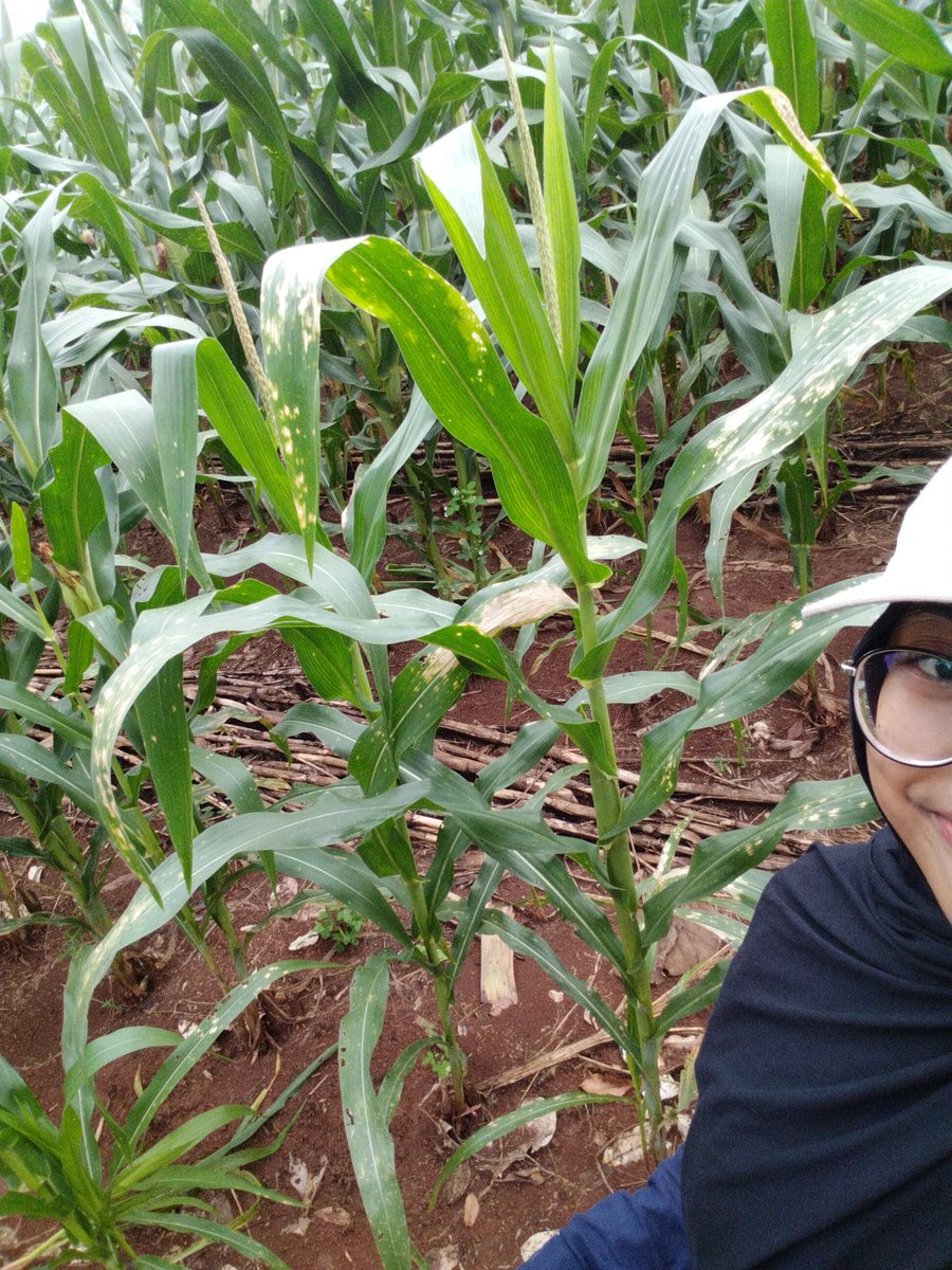 chenoooooʚɞ tweet media