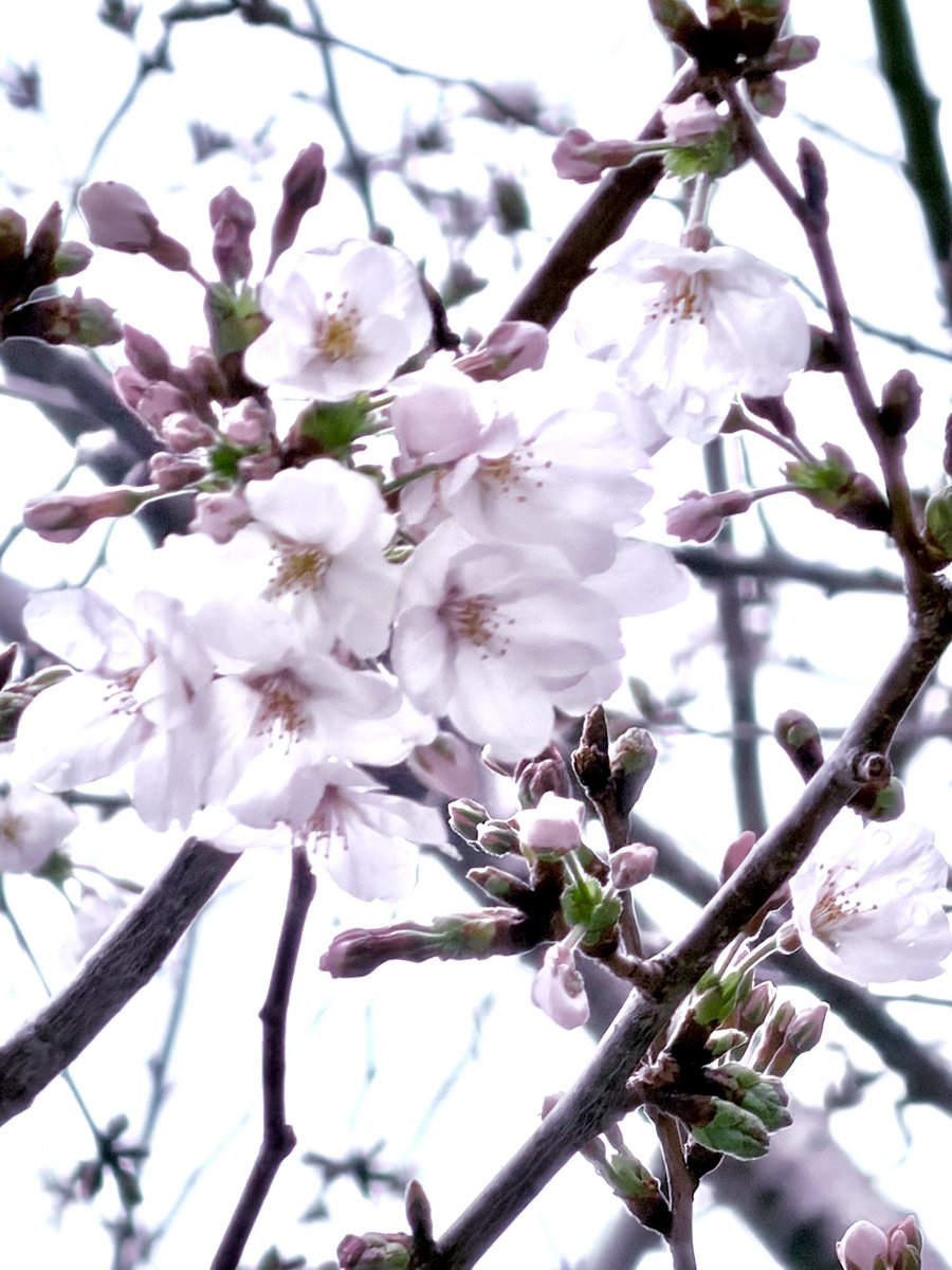 松井洋平(TECHNOBOYS PULCRAFT GREEN-FUND) tweet media