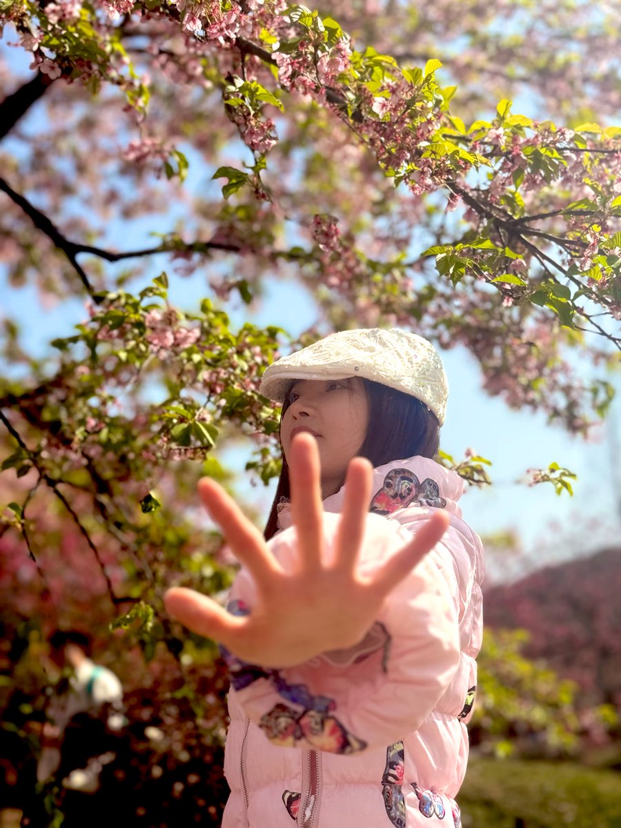 chen_btc's tweet photo. The cherry blossoms are in full bloom. https://t.co/ZnmDcHDQXE