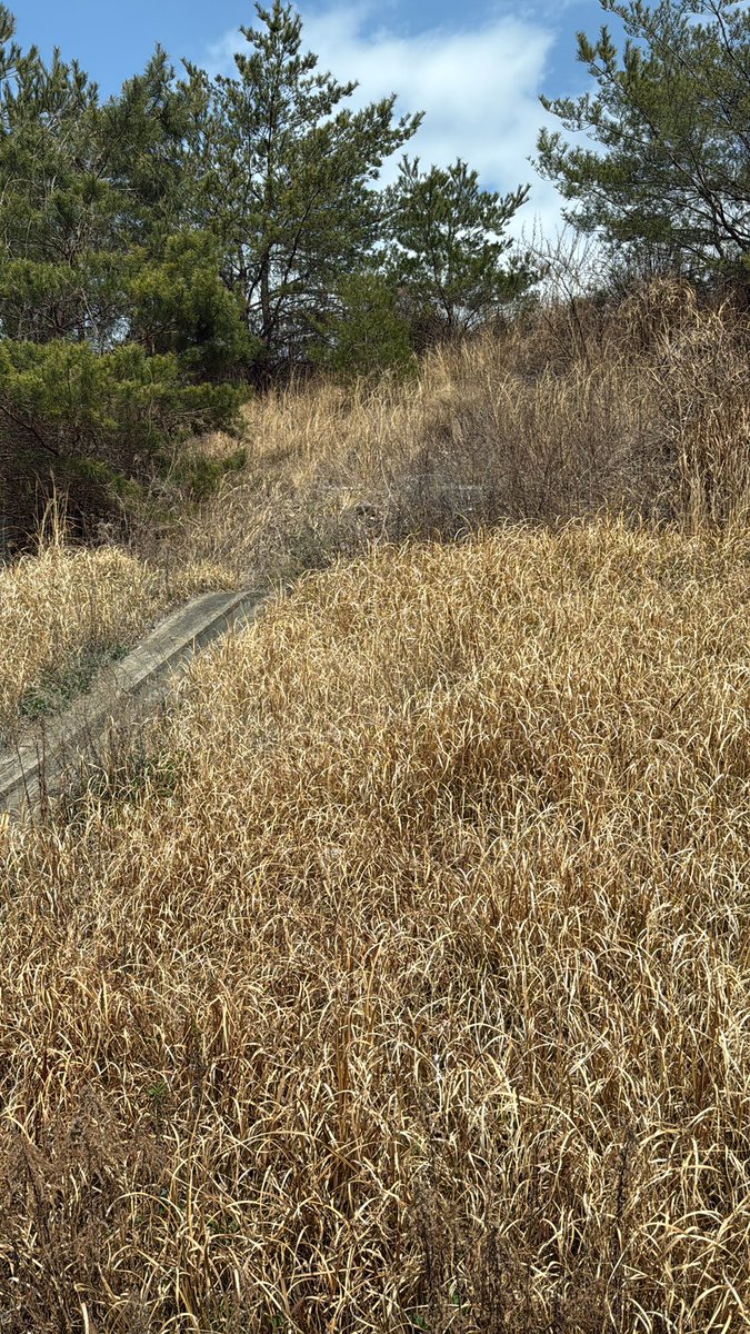 みやたん tweet media