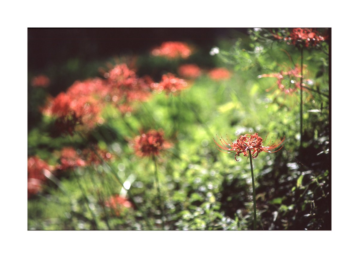 のがみ tweet media