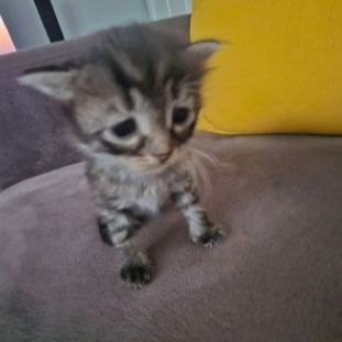 Morgan cornudo tweet media