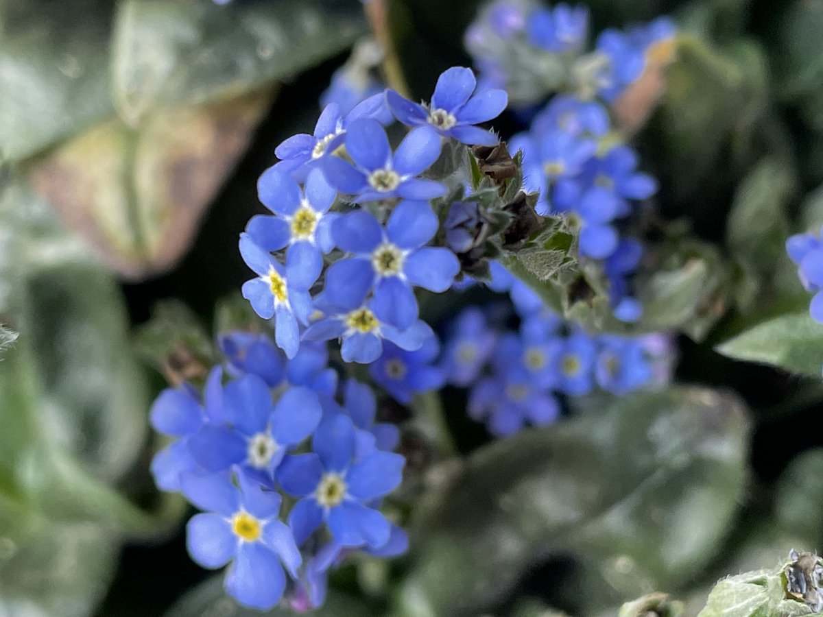 🍃🌼🍃 tweet media