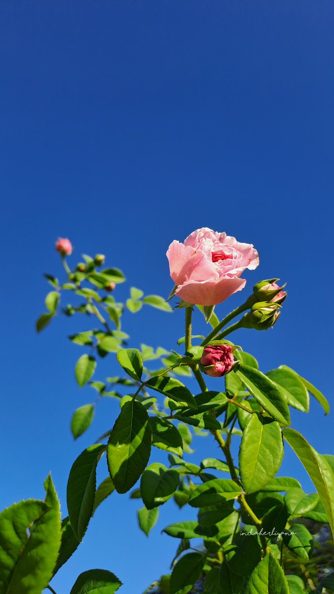 ndah 👩‍🌾🌹🌻 tweet media