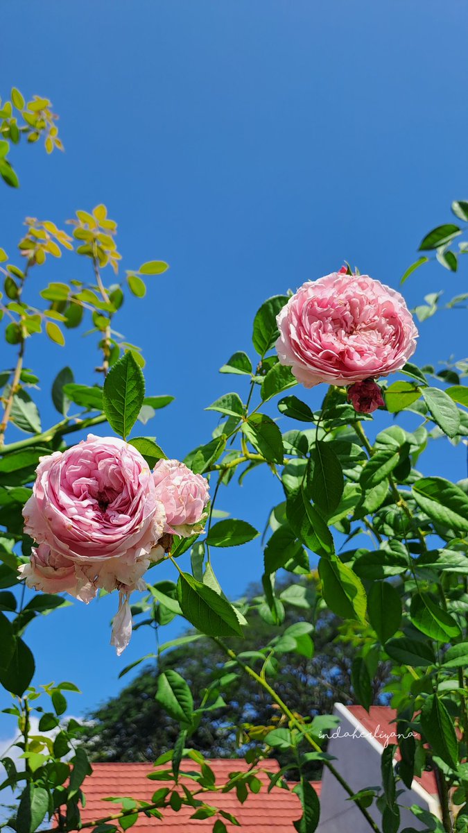 ndah 👩‍🌾🌹🌻 tweet media