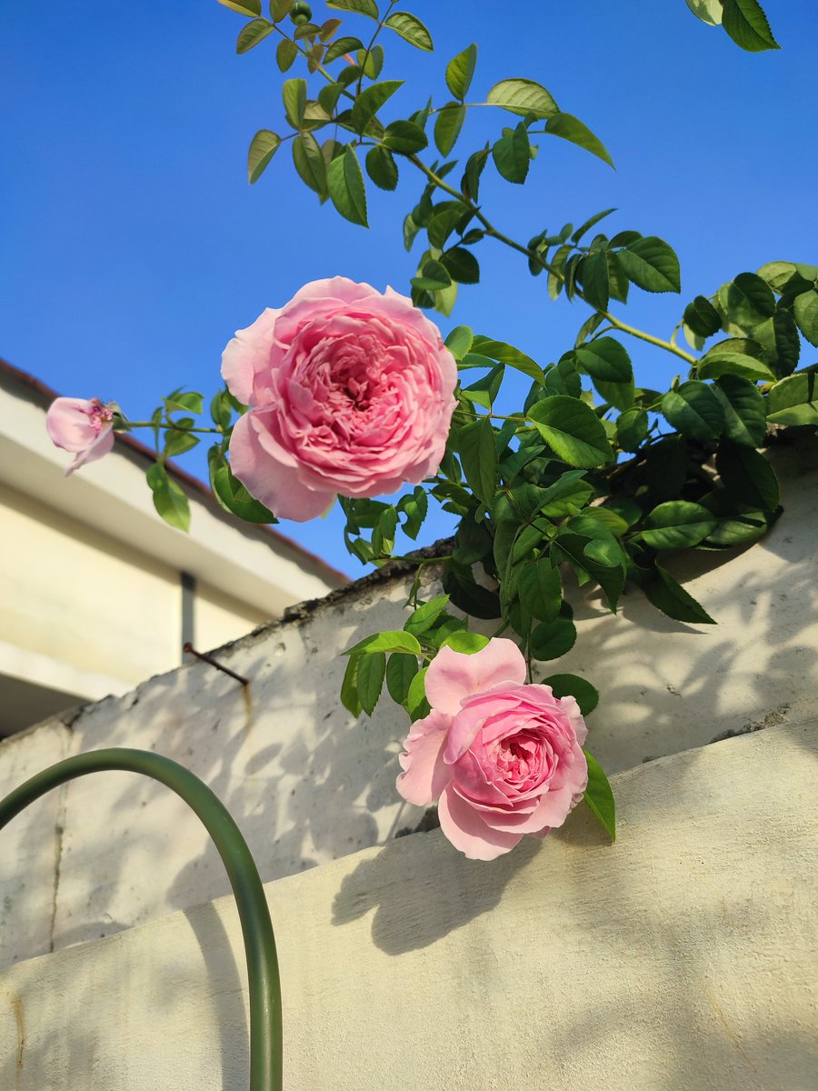 ndah 👩‍🌾🌹🌻 tweet media