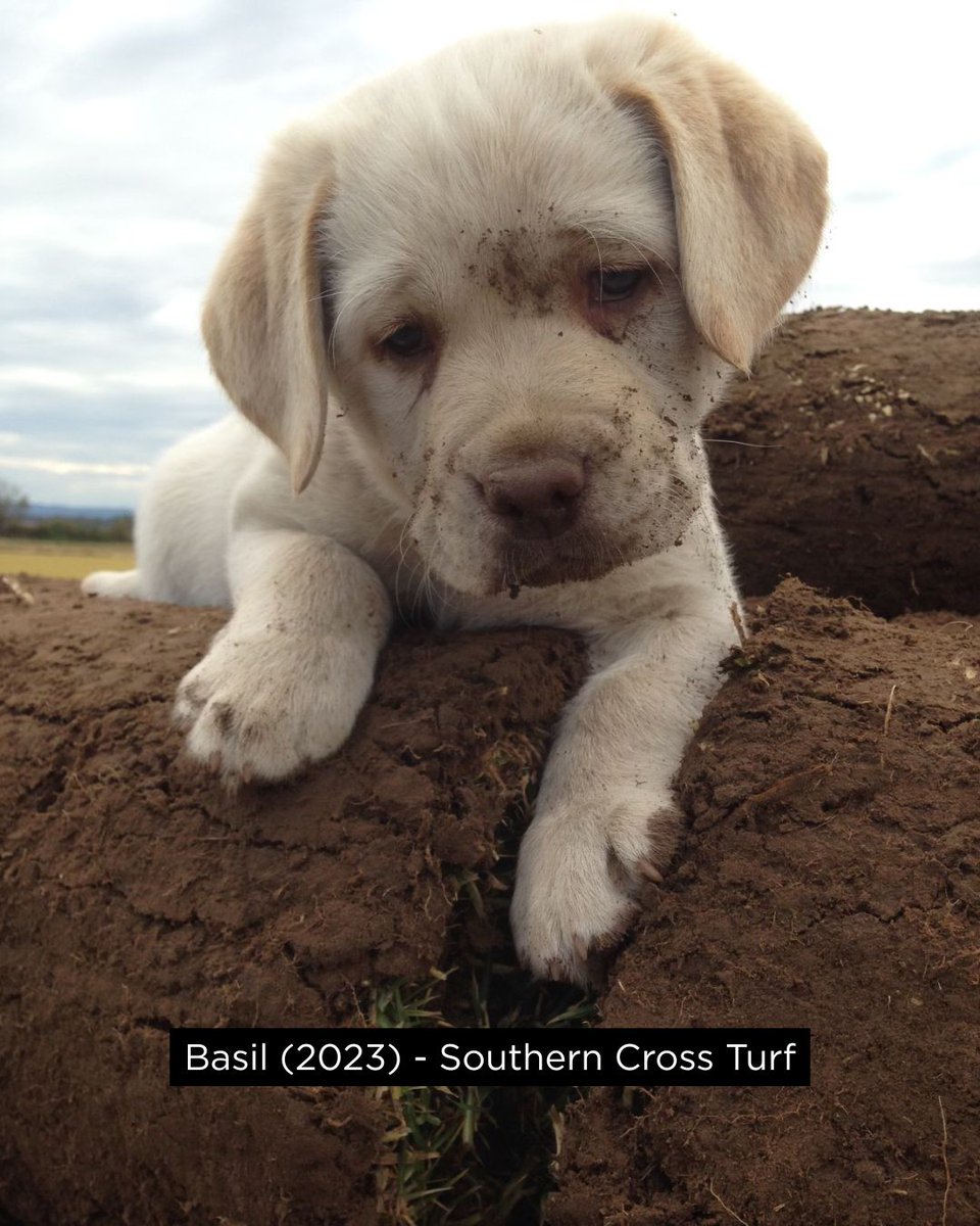 Living Turf tweet media