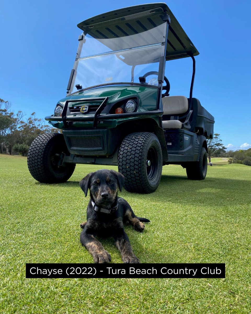 Living Turf tweet media