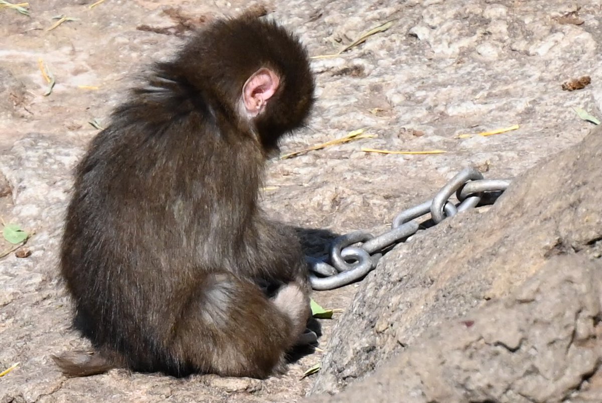 パンチくんとオランママ tweet media