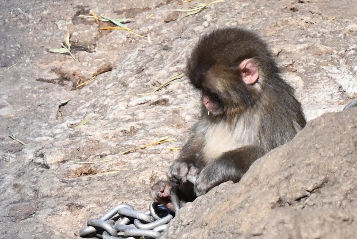 パンチくんとオランママ tweet media