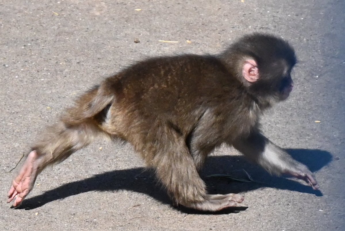 パンチくんとオランママ tweet media