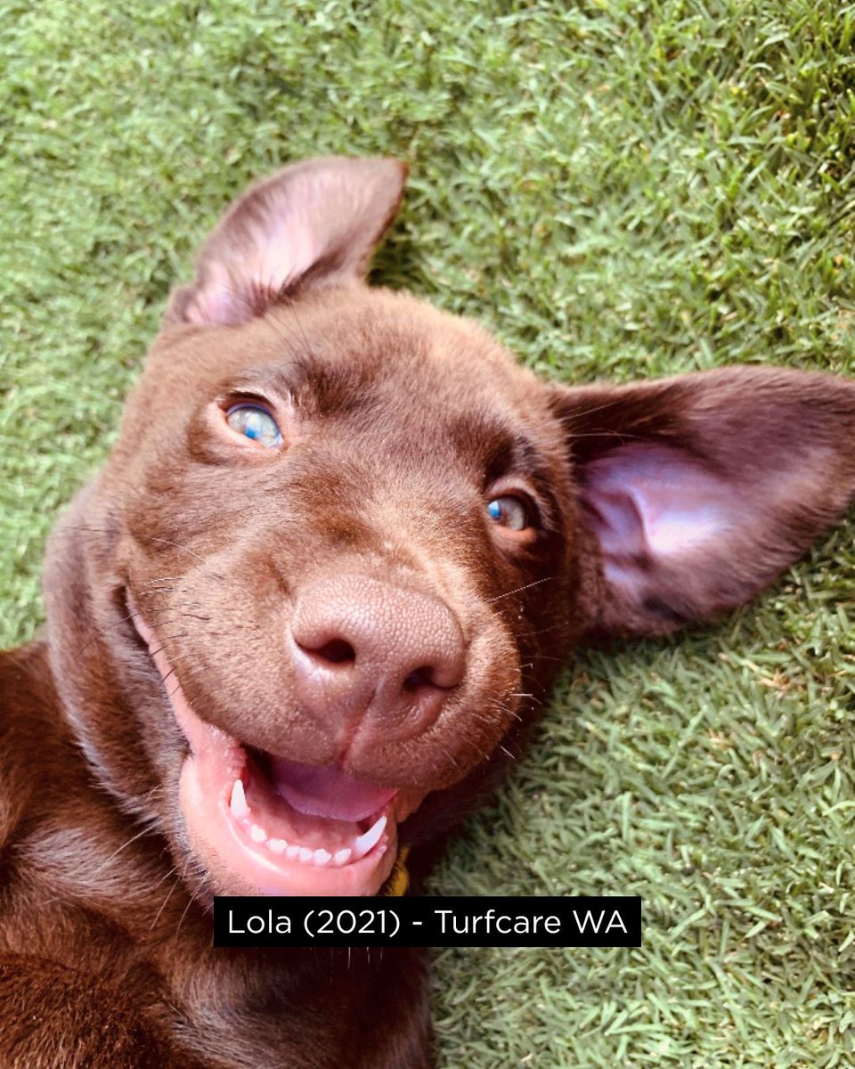 Living Turf tweet media