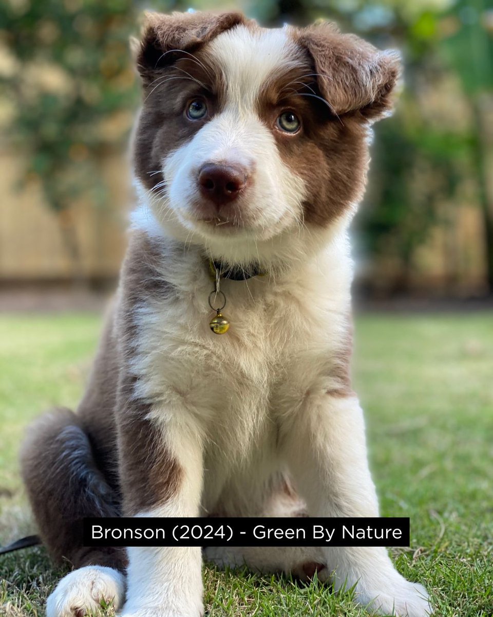 Living Turf tweet media