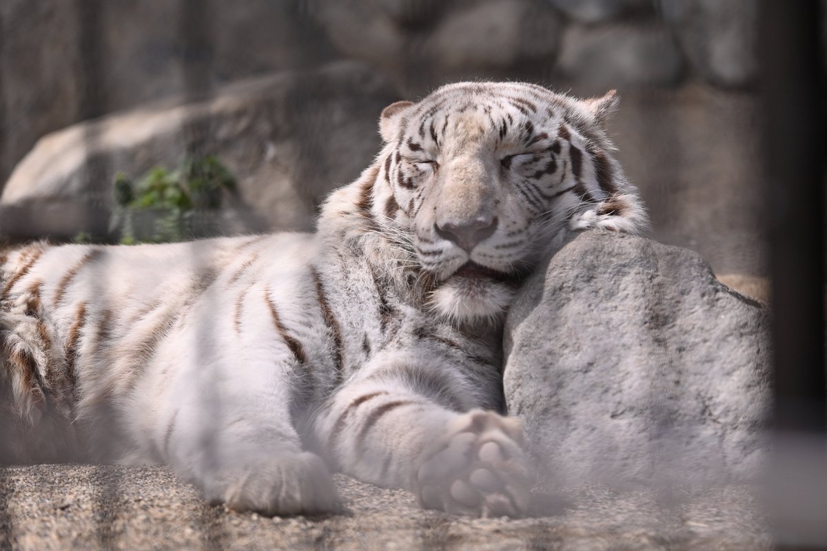 uber_tiger～トラネコとライオンネコ～ tweet media