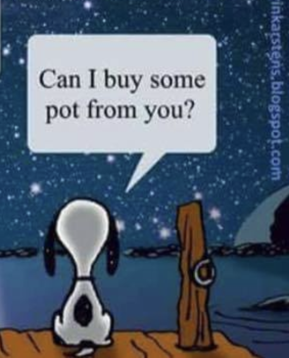 hopeless Night OwL tweet media