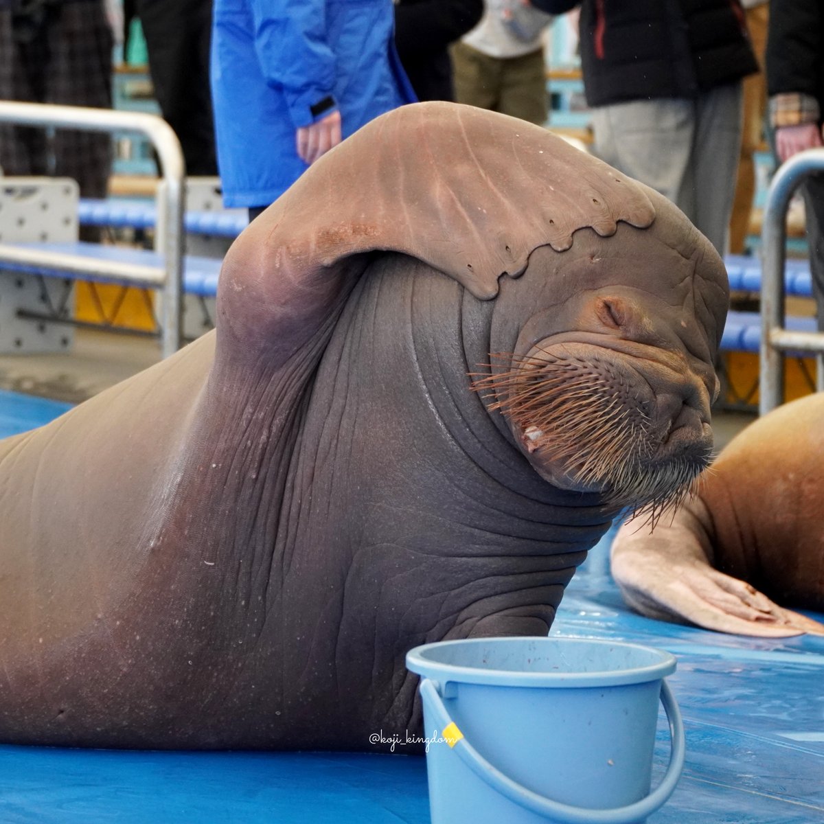 いちこちゃん♪

#セイウチ #鳥羽水族館