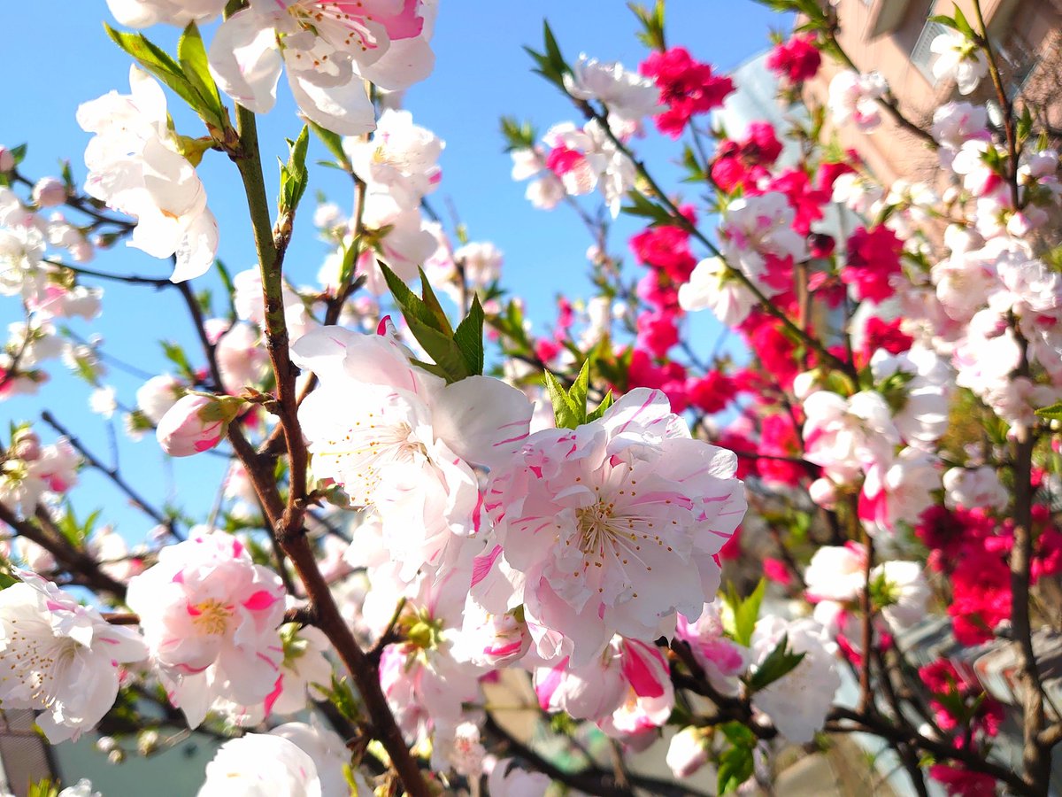 森永製菓 tweet media