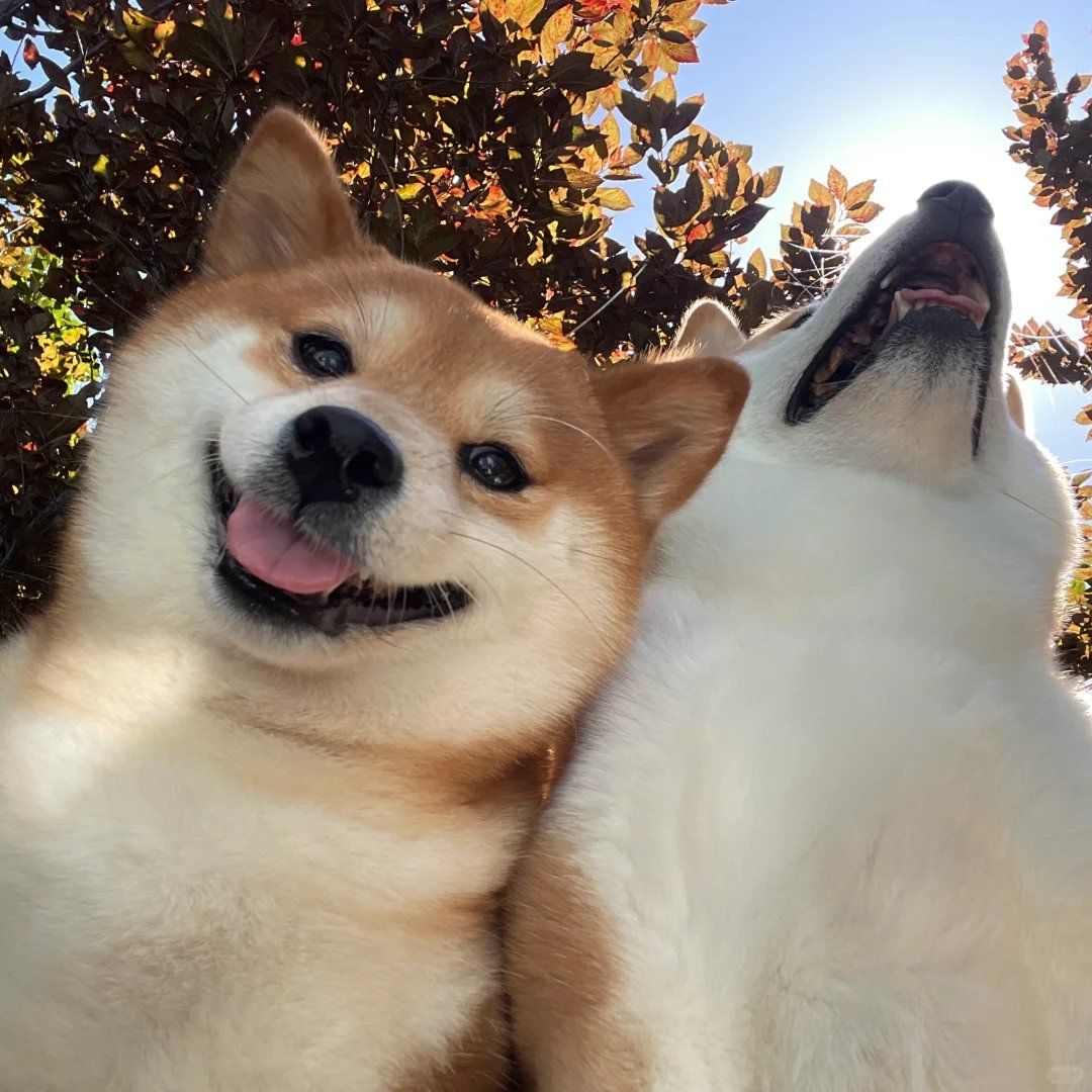 Linda Dhlamini tweet media