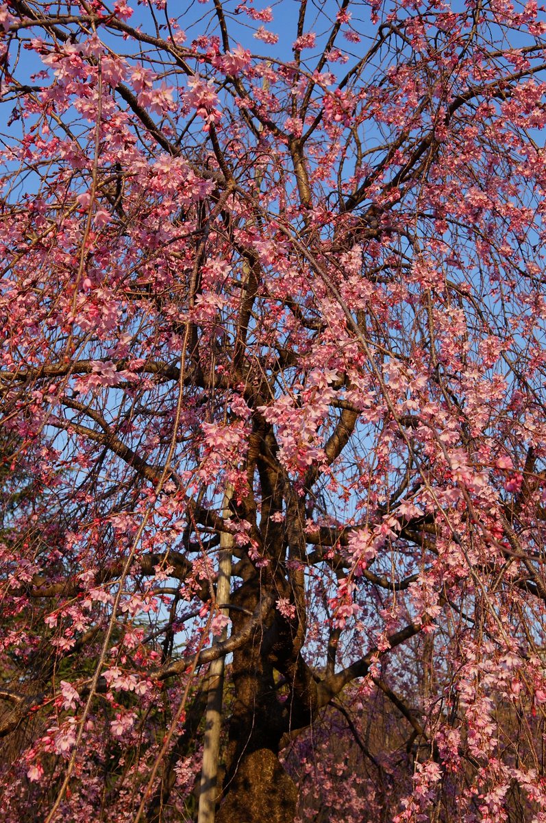 MKF_2019's tweet photo. 昨日(3月22日)早朝の名古屋市昭和区の鶴舞公園の紅しだれ桜。朝一番の光線が花弁をより紅く染め上げる。背景の建物は登録有形文化財の名古屋市公会堂。#α57 #枝垂桜 #鶴舞公園 https://t.co/RrGQu3eIsF