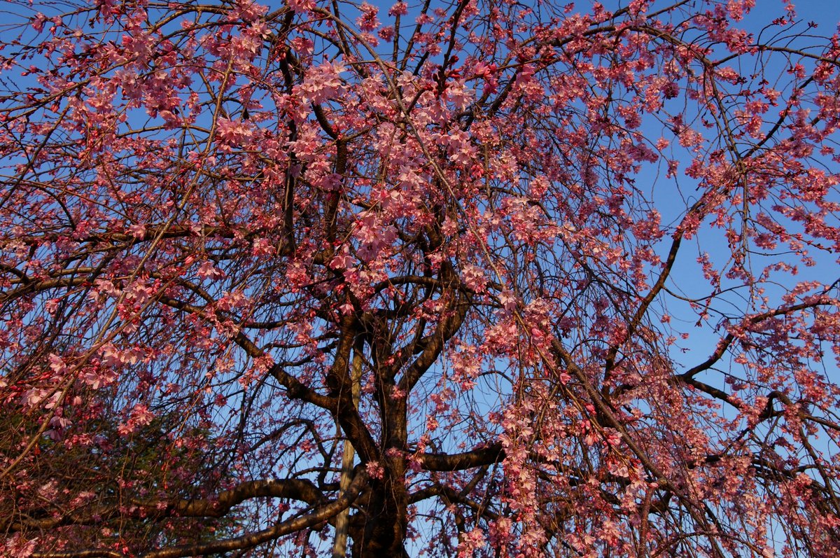 MKF_2019's tweet photo. 昨日(3月22日)早朝の名古屋市昭和区の鶴舞公園の紅しだれ桜。朝一番の光線が花弁をより紅く染め上げる。背景の建物は登録有形文化財の名古屋市公会堂。#α57 #枝垂桜 #鶴舞公園 https://t.co/RrGQu3eIsF
