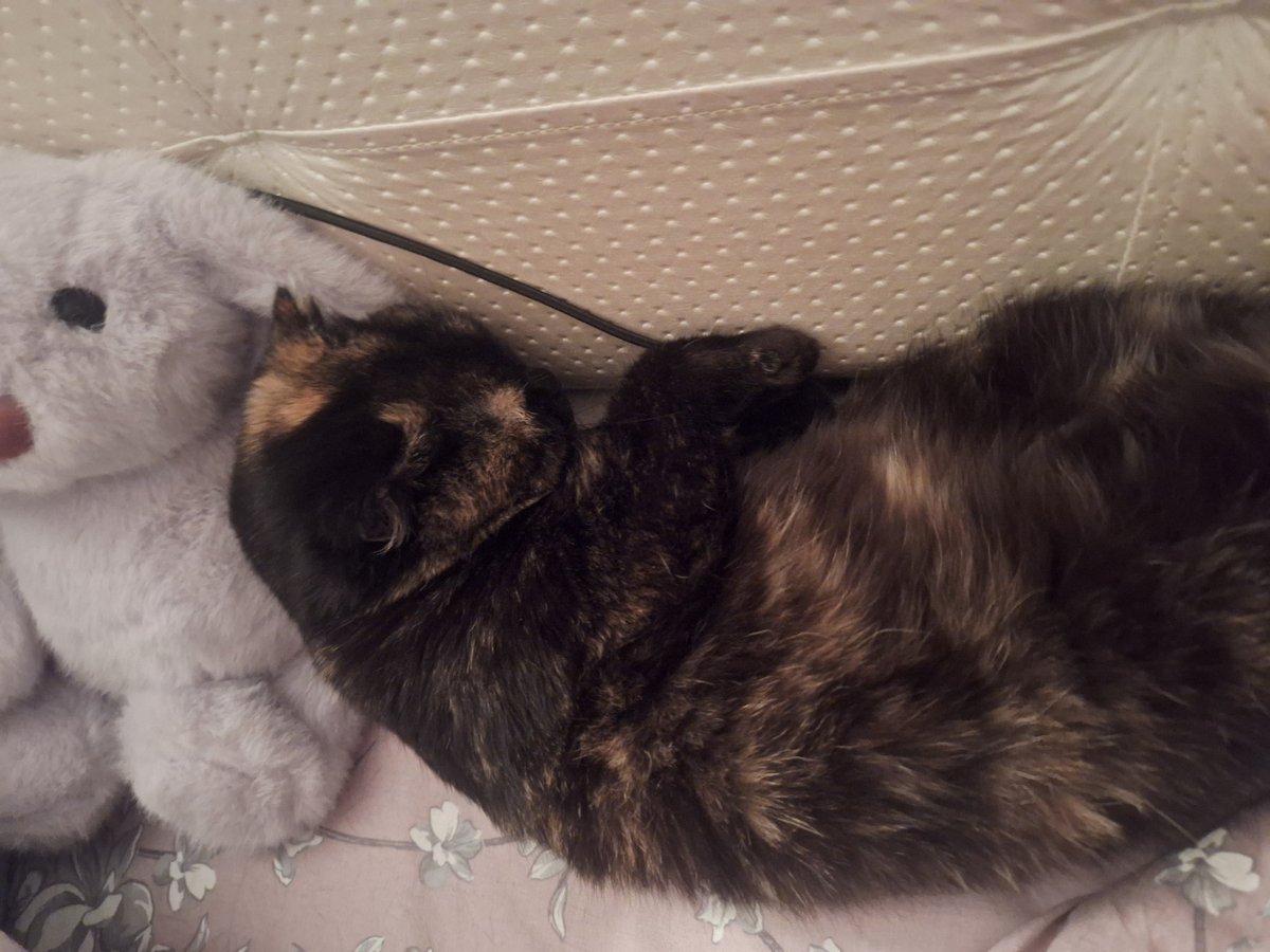 Щас сожру кошку