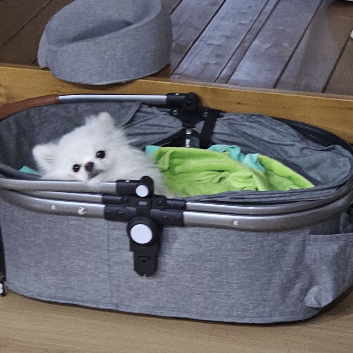 두르강튀아 tweet media