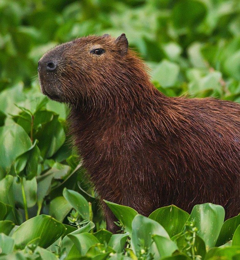 statsglobe's tweet photo. Capybaras in the World: 

1. 🇧🇷 Brazil: 1,200,000
2. 🇨🇴 Colombia: 800,000
3. 🇻🇪 Venezuela: 600,000
4. 🇧🇴 Bolivia: 400,000
5. 🇵🇪 Peru: 300,000
6. 🇪🇨 Ecuador: 200,000
7. 🇦🇷 Argentina: 100,000
8. 🇵🇾 Paraguay: 50,000
9. 🇺🇾 Uruguay: 10,000

Source: World Population Review https://t.co/fw6m55SUUo