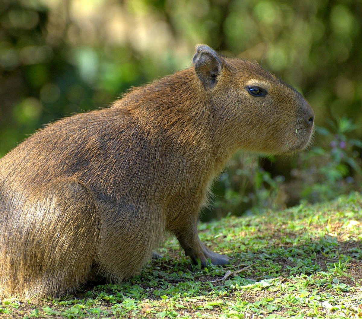 statsglobe's tweet photo. Capybaras in the World: 

1. 🇧🇷 Brazil: 1,200,000
2. 🇨🇴 Colombia: 800,000
3. 🇻🇪 Venezuela: 600,000
4. 🇧🇴 Bolivia: 400,000
5. 🇵🇪 Peru: 300,000
6. 🇪🇨 Ecuador: 200,000
7. 🇦🇷 Argentina: 100,000
8. 🇵🇾 Paraguay: 50,000
9. 🇺🇾 Uruguay: 10,000

Source: World Population Review https://t.co/fw6m55SUUo