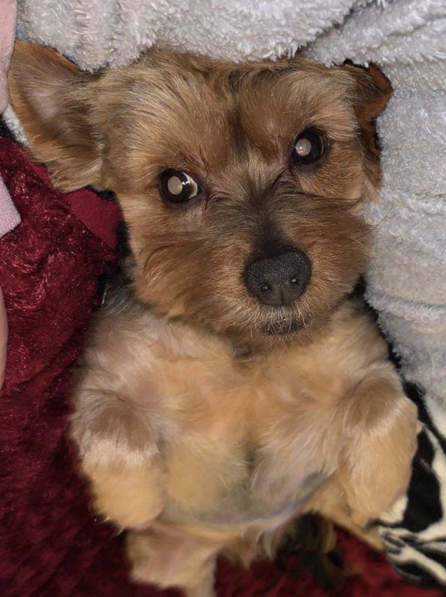 My big dog turned 16 today, and to think I got the ‘maybe it’s time to let him go’ chat 2 months ago!! 🥺💗😵‍💫 ‘Still life in the old dog yet, indeed!!’ 😆🥰❤️ #mybestie #mygriefdog #mydadsdog #AIdadandfreds