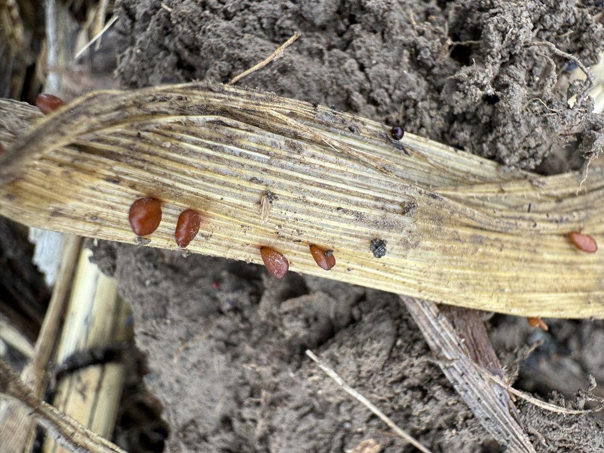 Ken Schaus 🇨🇦 tweet media