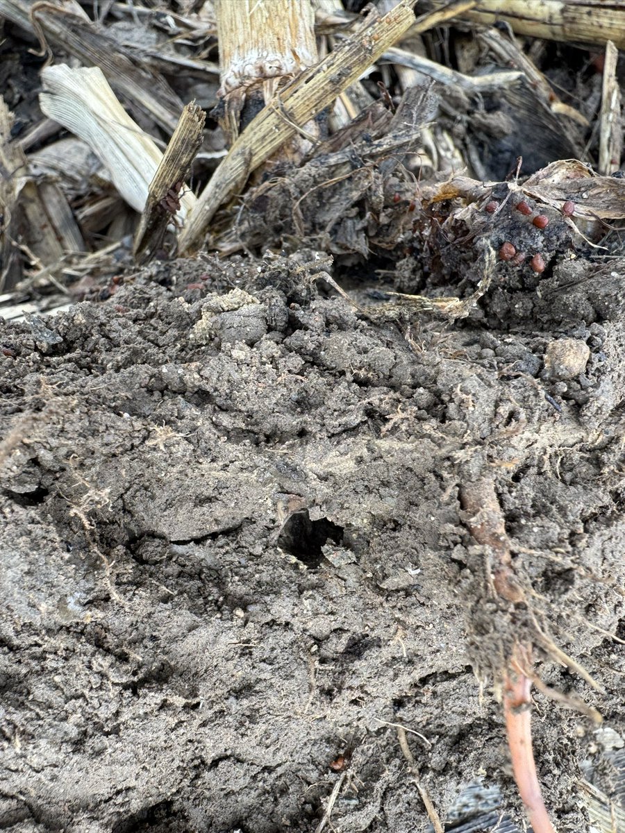 Ken Schaus 🇨🇦 tweet media