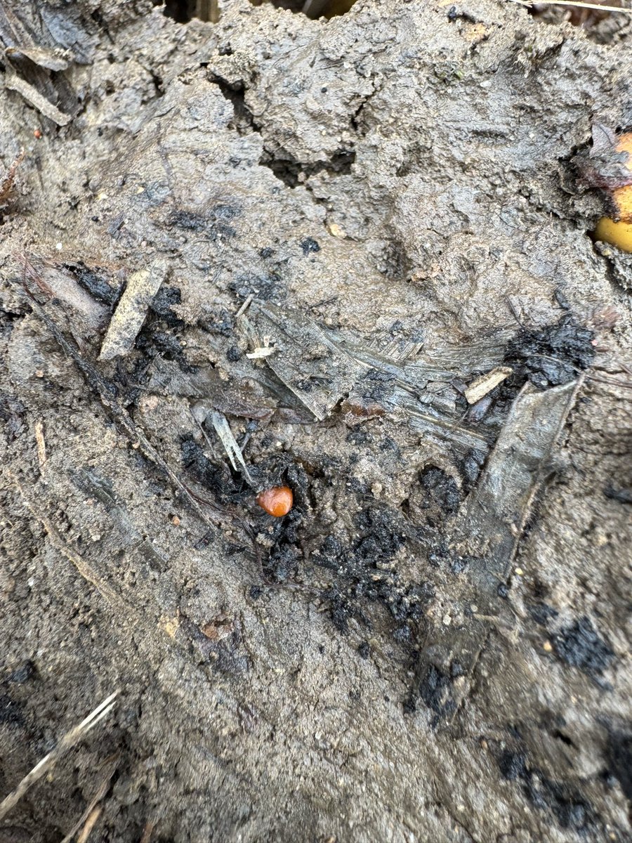 Ken Schaus 🇨🇦 tweet media