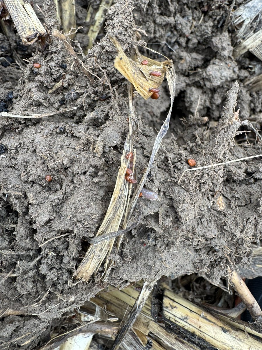 Ken Schaus 🇨🇦 tweet media