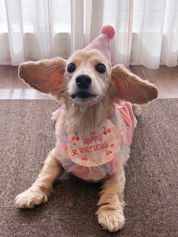 モモちゃんママ tweet media